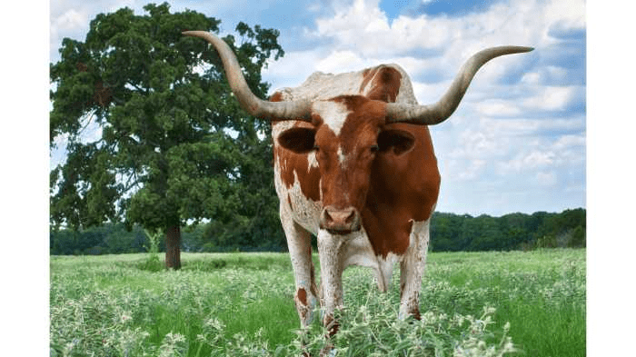 What Every Company in Texas Needs to Know About ESG